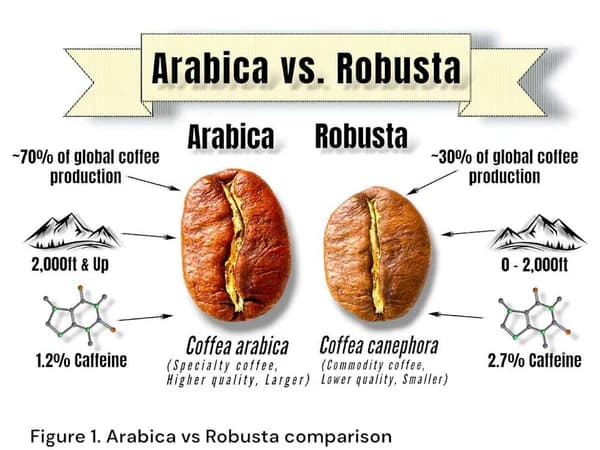 Arabica vs Robusta Which Coffee Bean Reigns Supreme for Your Perfect Brew 