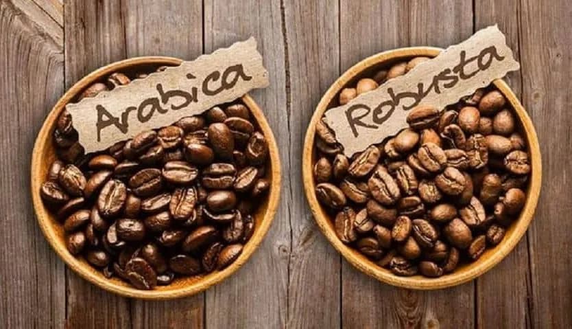 What Are Robusta Coffee Beans  Everything You Need to Know